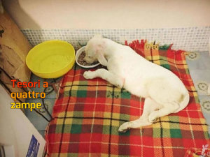 cane_cucciolo_spank_paralizzato_marina_2-624x468