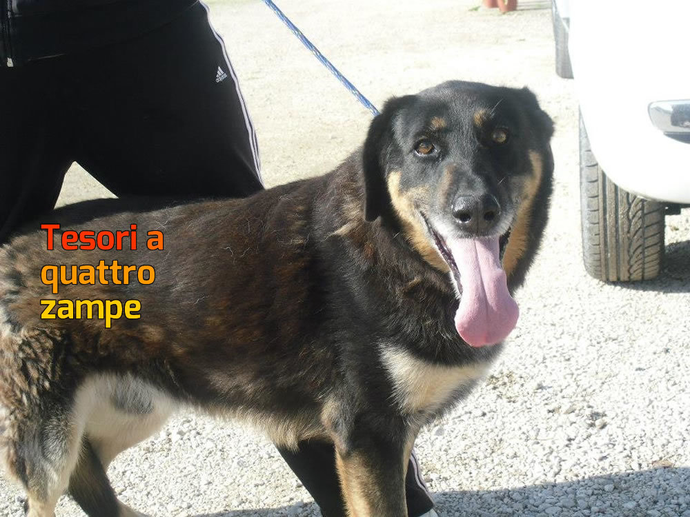 cane_eward_alessandra_bottari_3