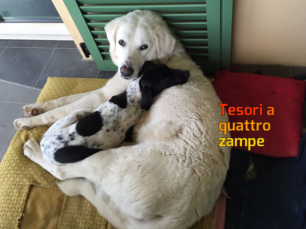 cane_femmina_smarrita_adf_2