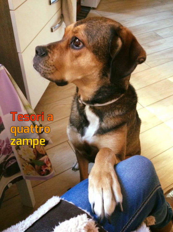 cane_mia_maria_spenk_cerca_famiglia_2
