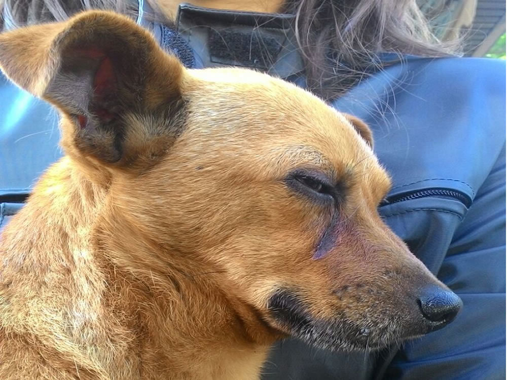 cane_salaria_per_laquila_adf_2