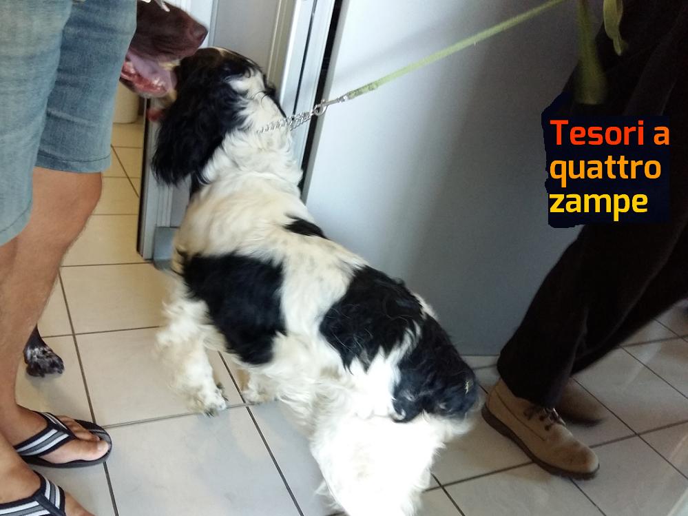 cane_salvato_ad_amatrice_da_giulia_ed_eleonora