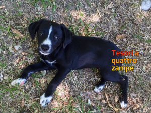 cani_cuccioli_castelfranco_raffy_4