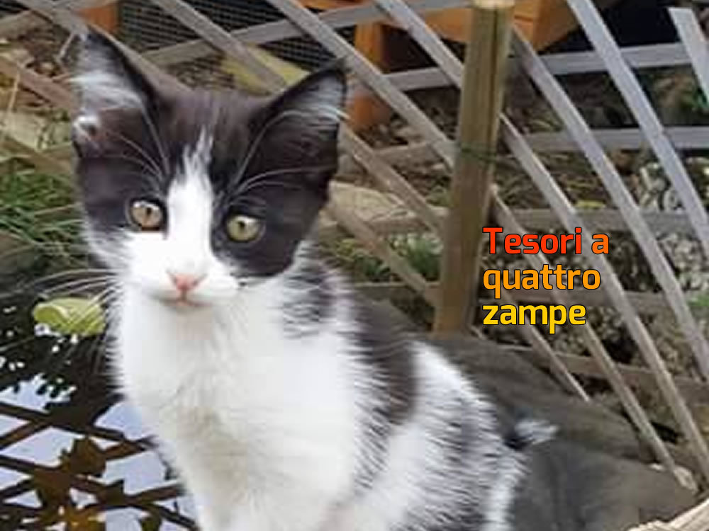 gatto_gattini_maria_tozzi_3