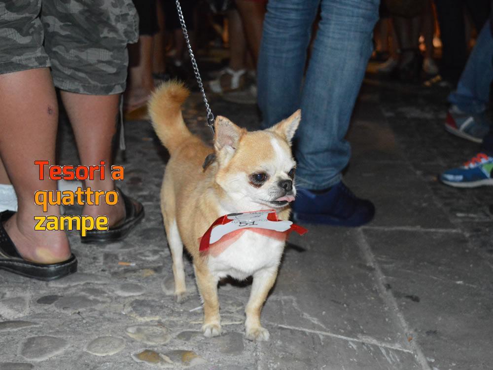 giornata_da_cani_2016