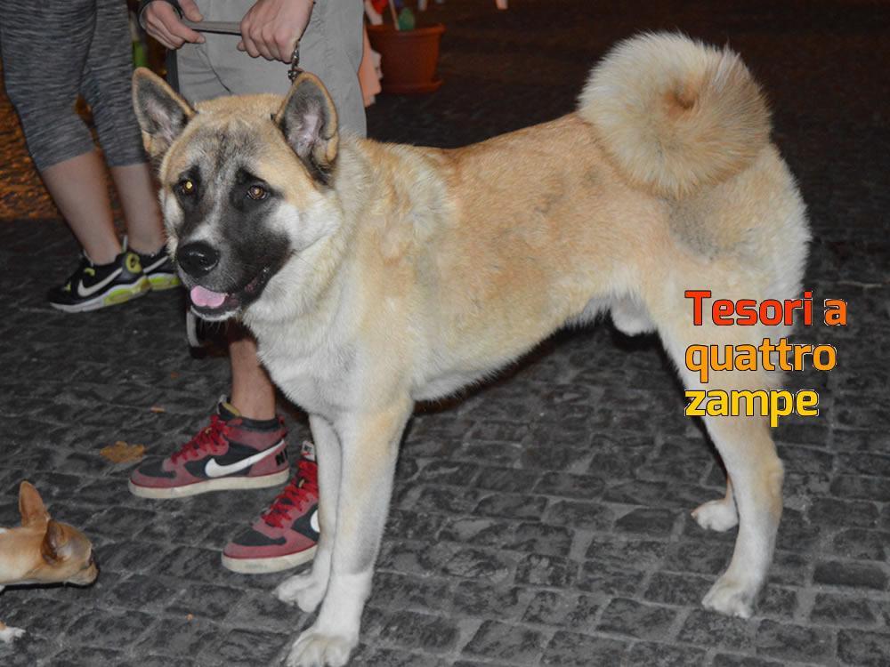 giornata_da_cani_2016_2