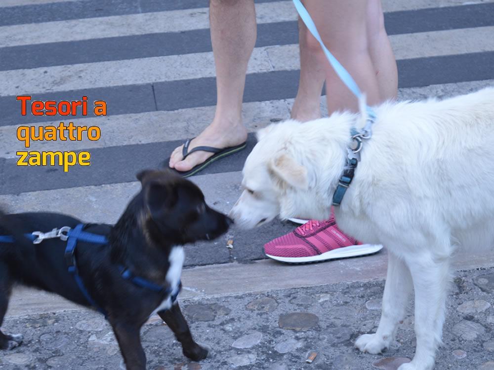 giornata_da_cani_2016_3
