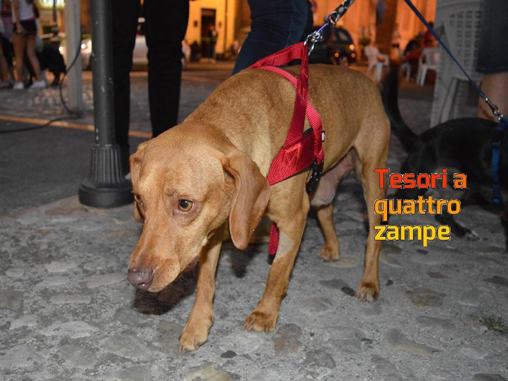 giornata_da_cani_2016_5