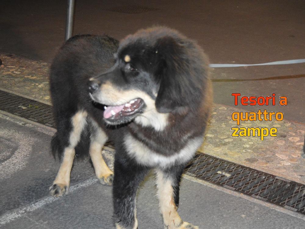 giornata_da_cani_2016_7