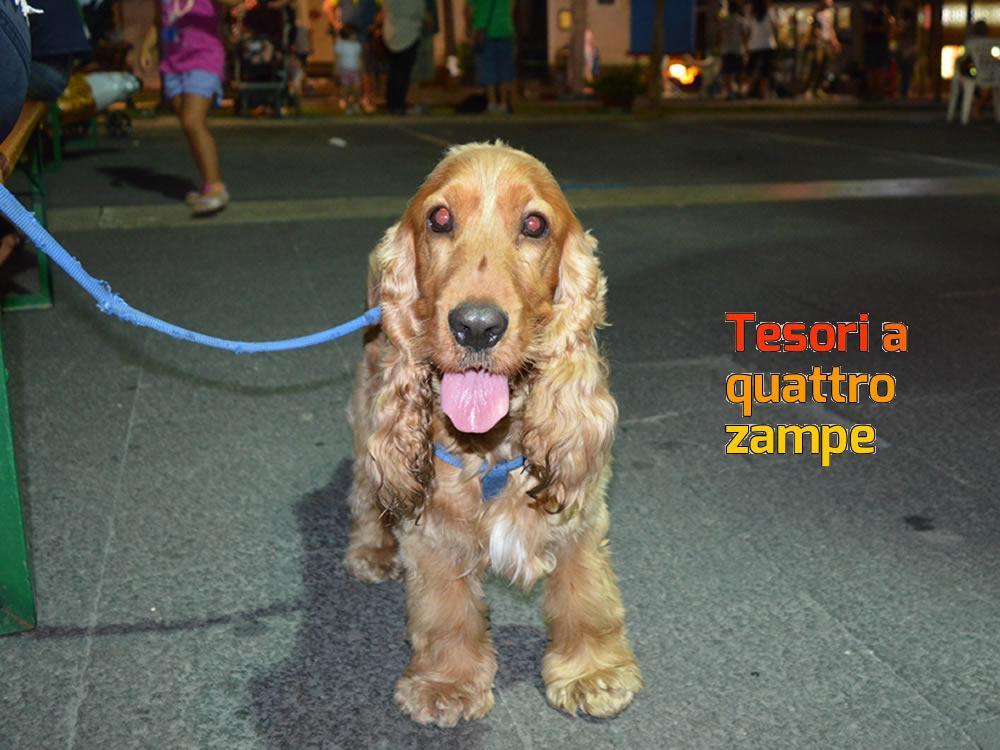 giornata_da_cani_2016_8