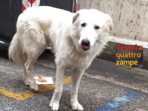 cane_anna_matteocci_via_nuova