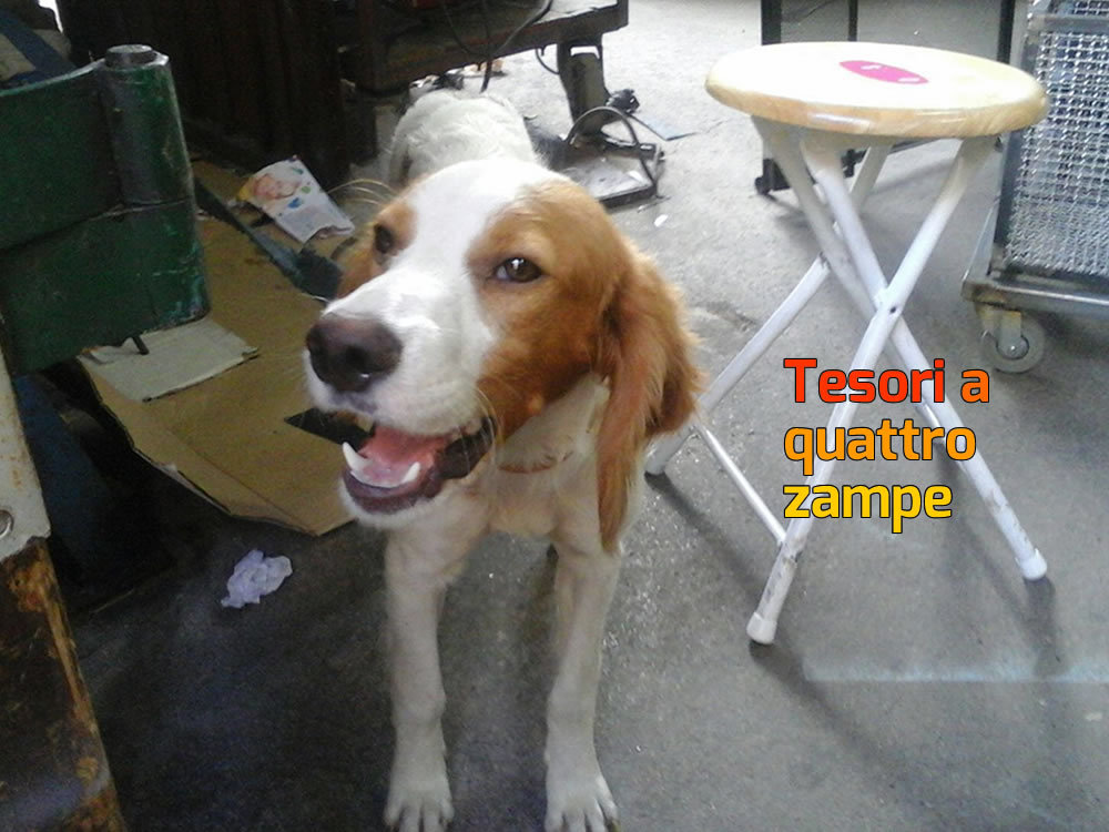 cane_bob_daniele_palenga