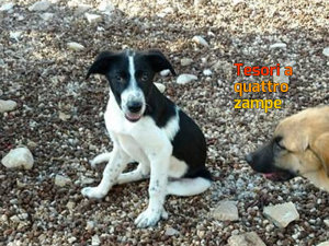 cane_cani_roma_patrizia_brandi_2