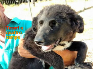 cane_cani_roma_patrizia_brandi_3