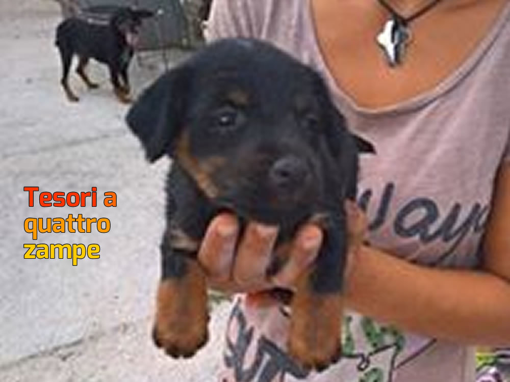cane_cucciola_isabella_mosca_2