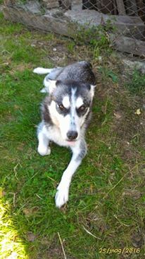 cane_femmina_husky_mattia_javer_bonora_2