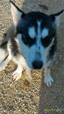 cane_femmina_husky_mattia_javer_bonora_3