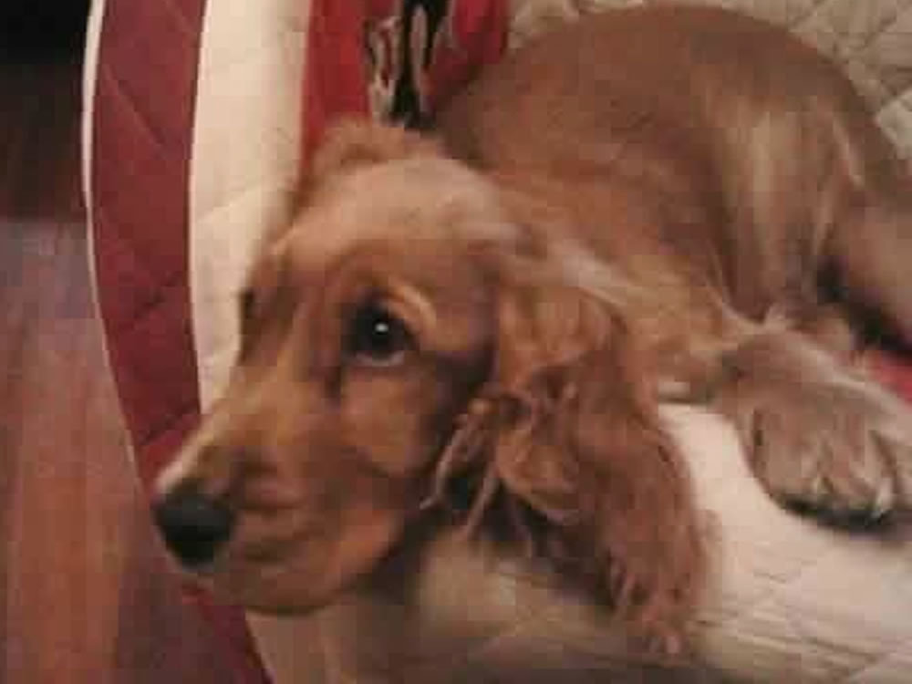 cane_kira_cristina_odifreddi_gemma_caroni_2