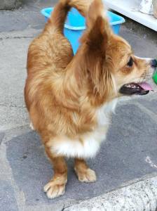 cane_nana_donatella_bargellini_gemma_caroni_2