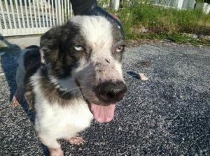 cane_pippo_sanitario_adf_2