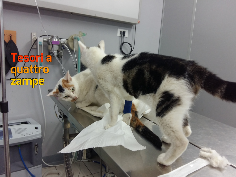 gatto_gatta_karina_giulia_novelli_veterinari_centro_italia_rieti_2