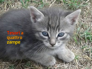 gatto_gattino_silvia_passi_santa_susanna_2