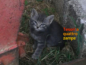 gatto_gattino_silvia_passi_santa_susanna_3