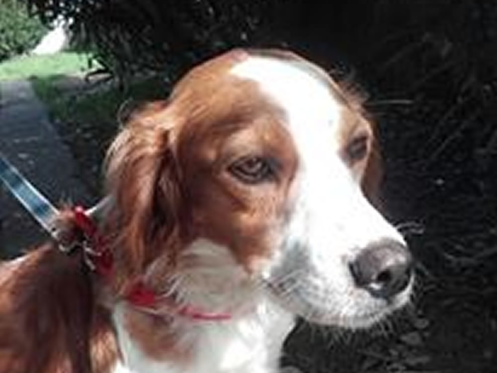 cane_breton_paola_vicidomini_gemma_caroni