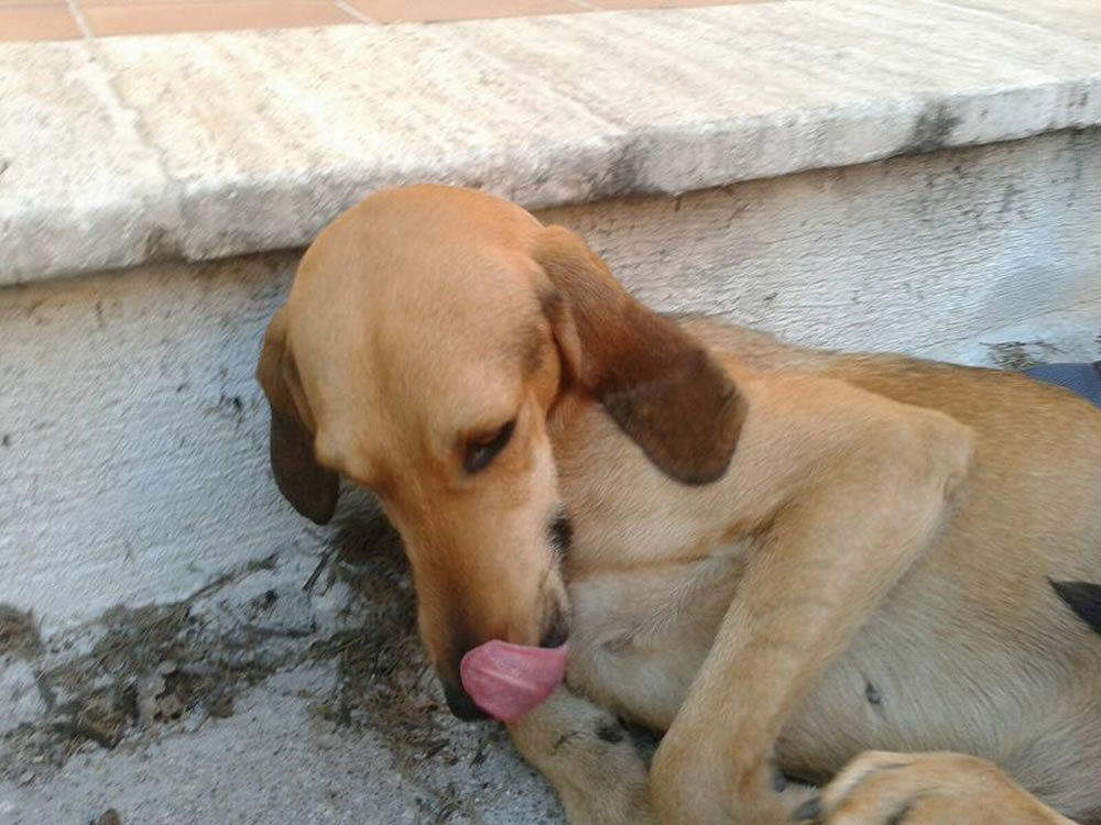 cane_colelvecchio_alessandro_finocchiaro_gemma_caroni_2