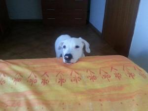 cane_dogo_argentino_maria_spenk