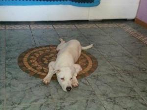 cane_dogo_argentino_maria_spenk_3