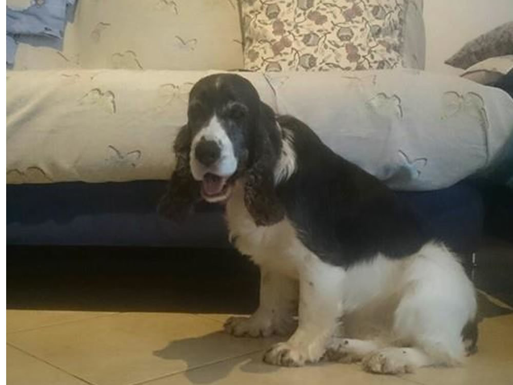 cane_meringa_da_rieti_a_padova_adf_2