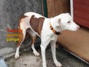 cane_stella_3