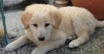 Cinque cuccioli da Terzone (Rieti) cercano adozione