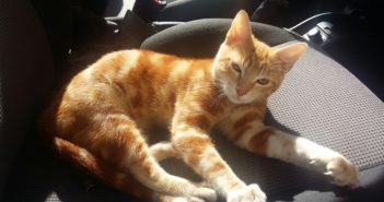 Trovato gattino rosso in un condominio di via A.M. Ricci