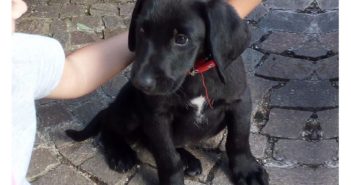 Pepe, dal box del Sanitario di Rieti a casa di Agnese. Adottato!