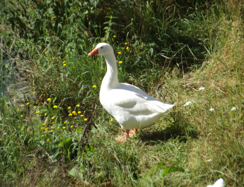 Reginaldo, l’Oca chiusa dentro un sacchetto di plastica e gettata nella spazzatura. La storia su Rete4