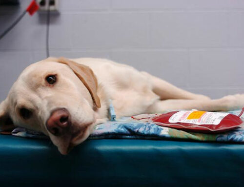 Terni, serve donazione di sangue per un cane