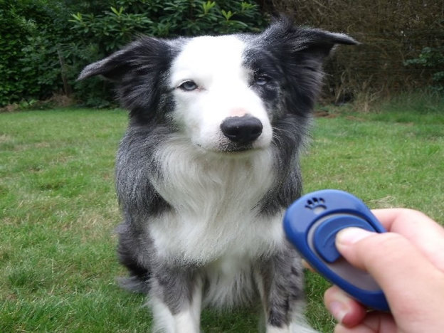 cane_clicker_training