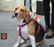 cane_cagnolina_cagnolona_isotta_festa_4_novembre_forze_armate_1