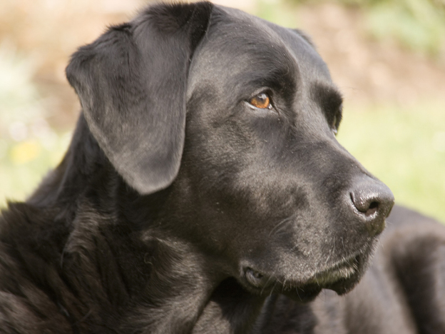 cane_labrador