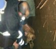 cani_tana_isctrice_istrici_rieti_vigili_del_fuoco