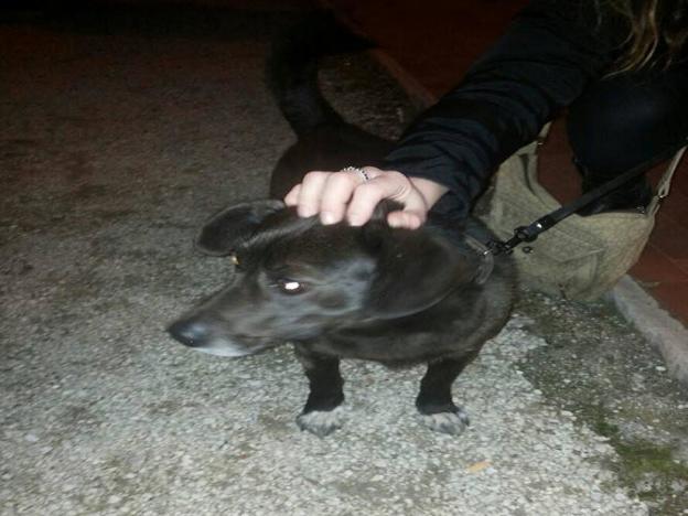 cane_smarrito_rieti