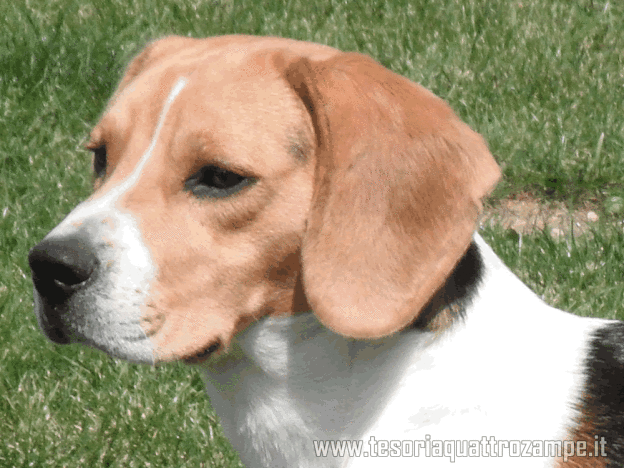 cane_beagle_green_hill