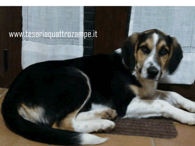 cane_beagle_smarrito