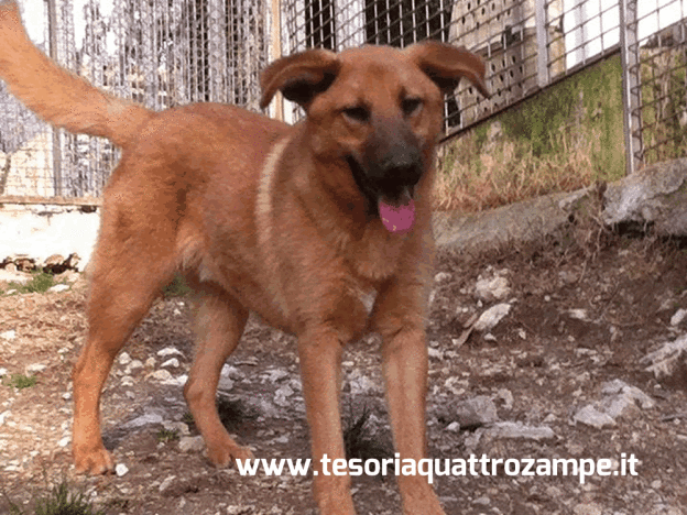 cane_pablo_volontarierieti