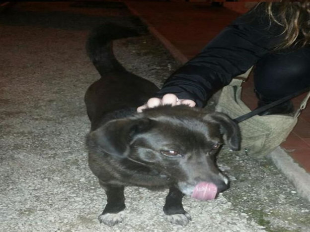 cane_padrona_ritrovata