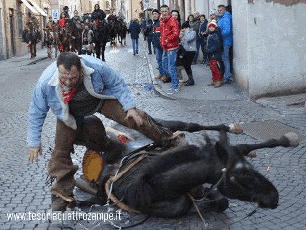 cavalli_infiocchettati_cavallo_scivolato
