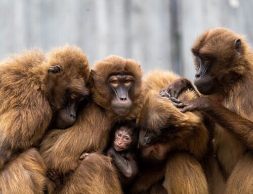 Alla scoperta del Babbuino Gelada