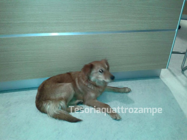 cagnolina_farmazia